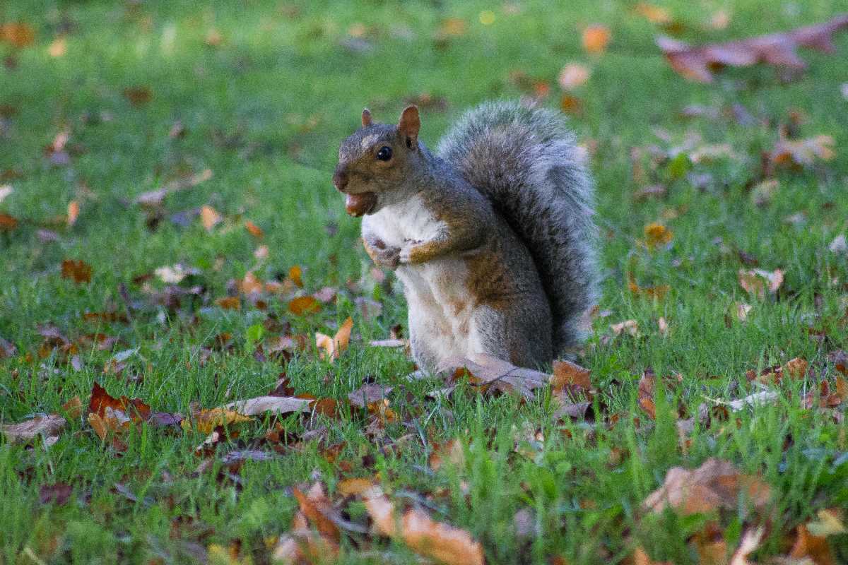 Squirrel collecting conkers in Kings Heath Park.